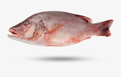Pargo Snapper - Red Snapper, HD Png Download, Free Download
