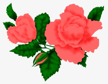 Imágenes De Flores - Garden Roses, HD Png Download, Free Download