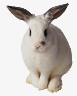 Imagens Png Coelhos Da Pascoa - Transparent Background Rabbit Clipart, Png Download, Free Download