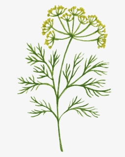 Plant Decorator - Chamomile, HD Png Download, Free Download