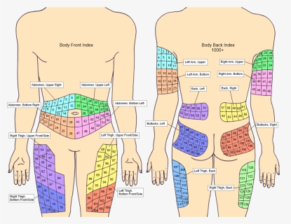 Injection Sites Index - Insulin Rotation Sites Chart, HD Png Download, Free Download