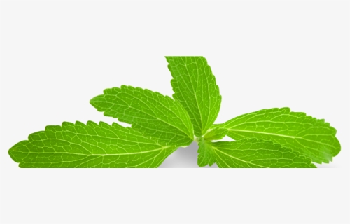 Transparent Stevia Png - Stevia Leaves Png, Png Download, Free Download