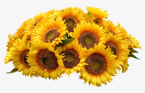 Sunflowers Bouquet Transparent Background, HD Png Download, Free Download