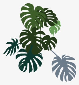 Monstera Bunch Right - Illustration, HD Png Download, Free Download