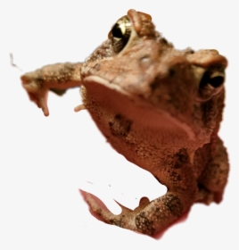 ##toad #frog - True Frog, HD Png Download, Free Download