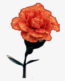 #red #flower #carnation - Rose, HD Png Download, Free Download