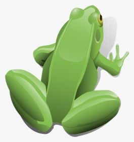 Frog, Amphibian, Aquatic, Sitting, Jumping, Toad, Pond - Frog Clip Art, HD Png Download, Free Download