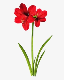 Carnation Flower Clipart At Getdrawings - Amaryllis Flower Tattoo, HD Png Download, Free Download