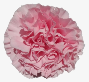 Ilusionae28ccb4 012a 0b26 Bb00 A7744acef18a - Carnation, HD Png Download, Free Download