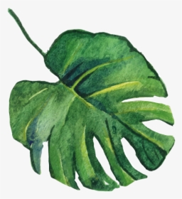 #leaves #leaf #leafs #monstera - Watercolor Tropical Leaf Png, Transparent Png, Free Download