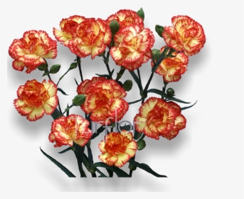 Transparent Red Carnation Png - Floribunda, Png Download, Free Download
