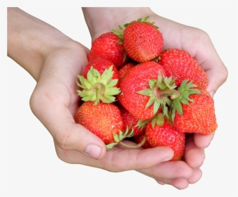 Hands Holding A Bunch Of Strawberries - Stovery Fruit, HD Png Download, Free Download