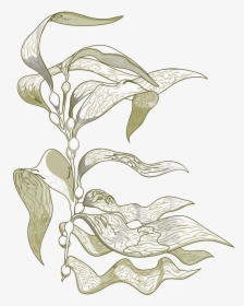 Transparent Kelp Clipart - Sea Kelp Drawing, HD Png Download, Free Download