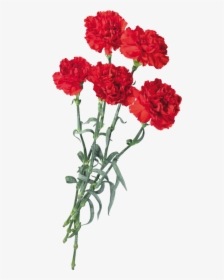 #carnations #flowers #scspringflowers #springflowers - Red Carnation Flower Png, Transparent Png, Free Download