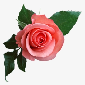 Pink Rose - Rose Flower Png, Transparent Png, Free Download