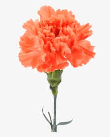 Orange Carnation , Png Download - Garofano Arancio, Transparent Png, Free Download