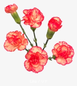 Colibri Flowers Minicarnation Lina, Grower Of Carnations, - Carnation, HD Png Download, Free Download