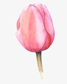Macaroon Drawing Watercolour - Flowers Clipart Watercolor Tulip, HD Png Download, Free Download