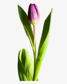 Tulip Flower Png Image - Transparent Png Image Tulip Flower Png, Png Download, Free Download
