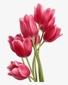 Tulip Bouquet - Tulip Png, Transparent Png, Free Download