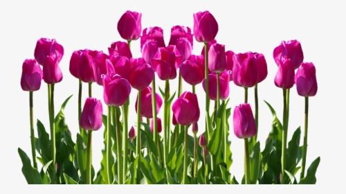 Tulips, Spring, Spring Flower, Cut Flowers, Flowers - Flower Garden Clipart Png, Transparent Png, Free Download