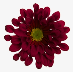 Click To Enlarge Image Red Novelty Dublin - Barberton Daisy, HD Png Download, Free Download