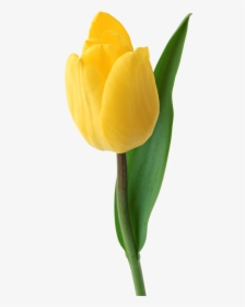 Png Tulip Flower, Transparent Png, Free Download