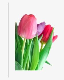 Tulip Flower Pink Clip Art - Tulips Png, Transparent Png, Free Download