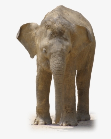 Elephant Front View - Real Baby Elephant Png, Transparent Png, Free Download