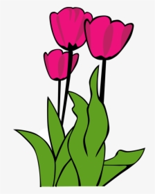 Pink,plant,flower - Tulip Clip Art, HD Png Download, Free Download