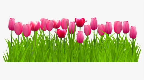 Png Freeuse Stock Grass With Pink Png Clip Art Image - Transparent Background Tulips Clipart, Png Download, Free Download