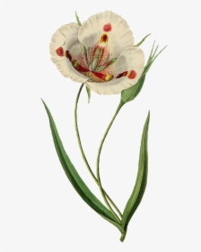 Calochortus Venustus Botany, HD Png Download, Free Download