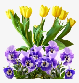Tulips, Pansy, Png, Isolated, Flowers, Spring - Flower Purple Mothers Day, Transparent Png, Free Download