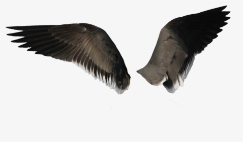 Transparent Bird Wing Png - Transparent Background Bird Wings Png, Png Download, Free Download
