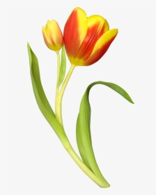 Tulip Png Image - Цветок Тюльпан, Transparent Png, Free Download