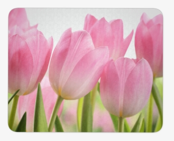 Tulip Flower Mouse Pad - Shower Curtain Tulips, HD Png Download, Free Download