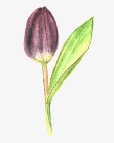 Tulip, Flower, Purple - Tulip, HD Png Download, Free Download