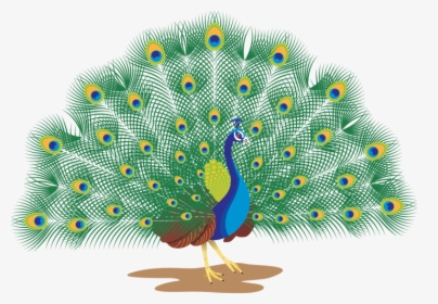 Download Peacock Png Transparent Images Transparent - Peacock With White Background, Png Download, Free Download