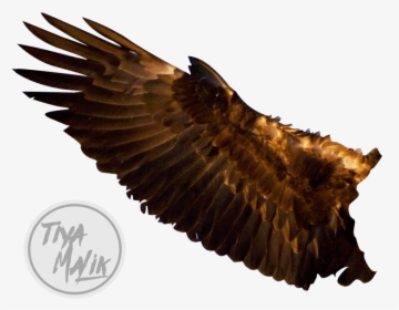 Eagle Wings Transparent Images - Eagle Wings Png, Png Download, Free Download