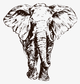 Elephant Png Animal Drawing, Transparent Png, Free Download