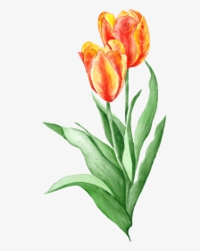 Hand Painted Realistic Tulip Flower Decoration Vector - Free Botanical Illustrations, HD Png Download, Free Download