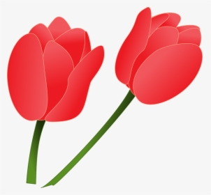 Pink Tulip Hd Photo Clipart - Clipart Of Tulip Flowers, HD Png Download, Free Download