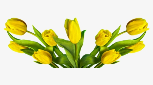 Tulip, Easter, Nature, Flower, Plant - Tulipa Amarela Png, Transparent Png, Free Download
