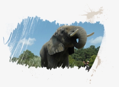African Elephant, HD Png Download, Free Download
