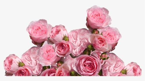 Transparent Pink Rose Png - Aesthetic Pink Flowers Png, Png Download, Free Download