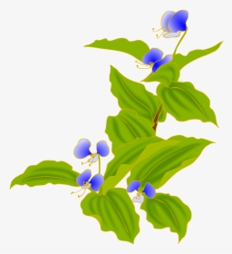 Asiatic Dayflower, HD Png Download, Free Download