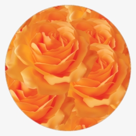 Orange Rose Circle Aesthetic Flowers Png Aesthetic - Roses Purple Background Transparent, Png Download, Free Download