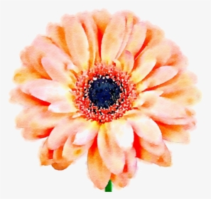 Daisy Flower Png - Aesthetic Flower Icon Transparent, Png Download, Free Download