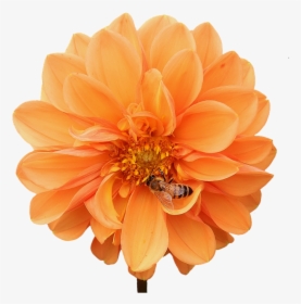 Dahlia, Dahlias, Bees, Autumn, Asteraceae - Autumn Flower Png, Transparent Png, Free Download