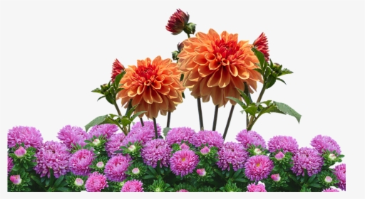 Transparent Dahlia Clipart - Real Flowers Transparent Background, HD Png Download, Free Download